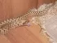 Heterodon nasicus