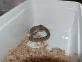 Heterodon nasicus
