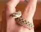 Heterodon nasicus