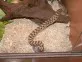 Heterodon nasicus