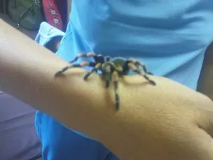 milé chlupaté zvířátko