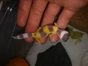 -