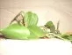  Filodendron  (Philodendron scandens)