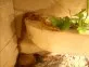 Užovka červená  (Pantherophis guttatus)