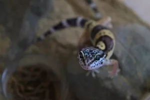 Některá mláďata z odchovů 2012