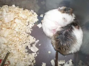 Je nam teplo... :-)