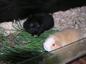 důchodci