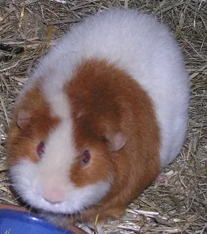 US teddy samička Fauna Ze Samoty u lesa