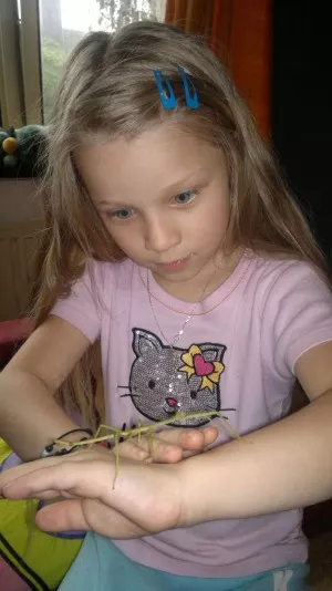 dceruška
