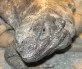 Čukvala zavalitá  (Sauromalus ater)