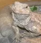 Čukvala zavalitá  (Sauromalus ater)