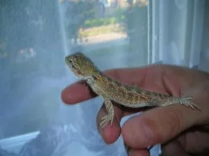 Barney