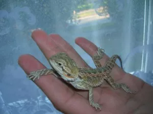 Barney