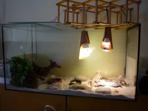 Zatím provizorní terárko, brzy bude lepší, větší...