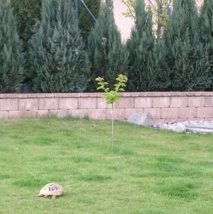 želví plácek