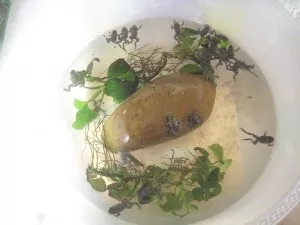mladata pri cisteni teraria