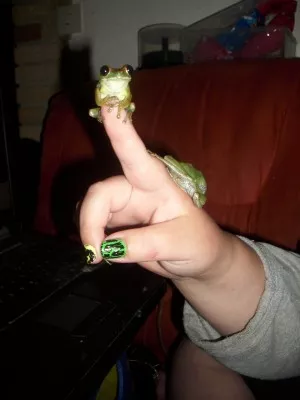 rakosnicky zilkovane