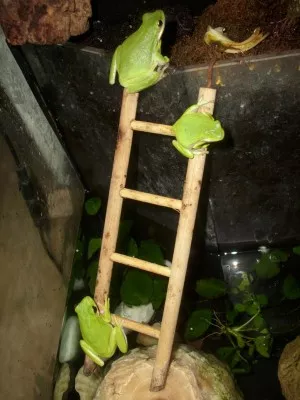 karolinky
