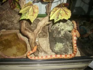 Mahulena