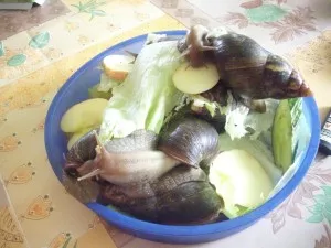 krmeni a kontrola