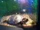 Želva nádherná  (Trachemys scripta elegans)