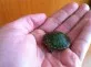 Želva nádherná  (Trachemys scripta elegans)