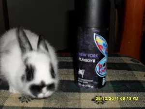 Playboy Piškot