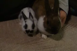 Mamka Bobo a Piškot