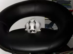 To se sedí Ředitel Piškot