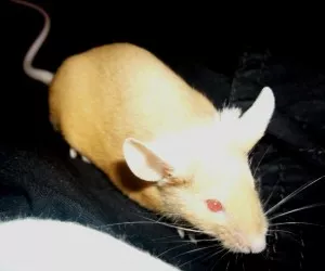 Tara