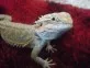 Agama vousatá  (Pogona vitticeps)