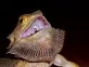 Agama vousatá  (Pogona vitticeps)