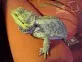 Agama vousatá  (Pogona vitticeps)