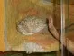 Agama vousatá  (Pogona vittieps)