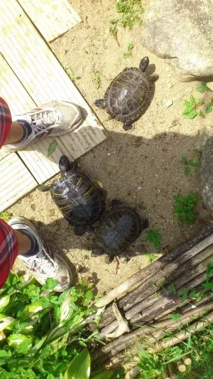 som im plel pláž a hneď sa mi pár vplietlo k nohám :D
