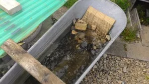 Tu sú menšie kúsky a zdeformovaná, ktorá nevie dobre plávať.