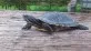 Trachemys scripta venusta