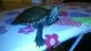 Trachemys scripta venusta