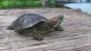 Želva nádherná  (Trachemys scripta elegans)