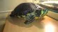 Želva žlutolící  (Trachemys scripta scripta)