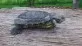 Želva nádherná  (Trachemys scripta elegans)