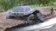 Želva nádherná  (Trachemys scripta elegans)