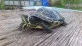 Trachemys scripta scripta