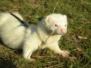 Semča