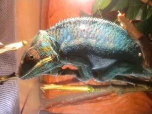 ambanja blue samec cca rok a pul