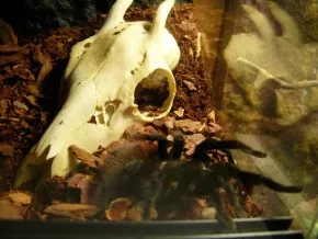 brachypelma vagans "KILLER"