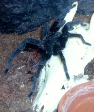po svleku a je to krásnej samec, chtěl by ho někdo?