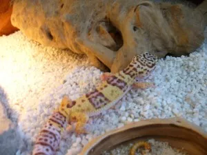 Wendy zbarvení Bell Albino