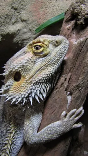 Godzila
