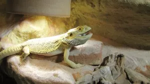 Samec jménem Godzila